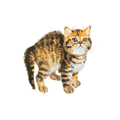 Naklejka premium Watercolor fluffy scottish fold kitten portrait. Hand drawn tabby british short hair cat. Painting isolated pets illustration on white background