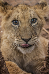 Lion cub