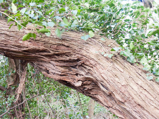 Tree Bark with Leaves