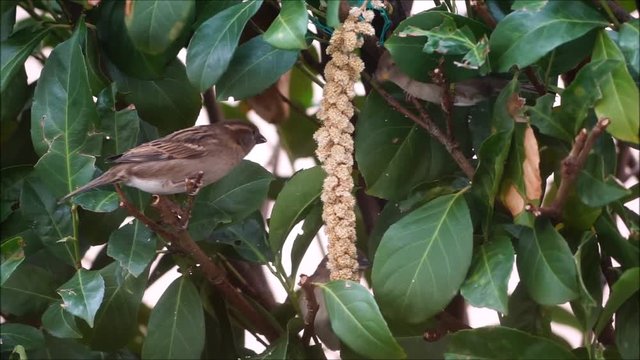 Sperling (Passer domesticus)