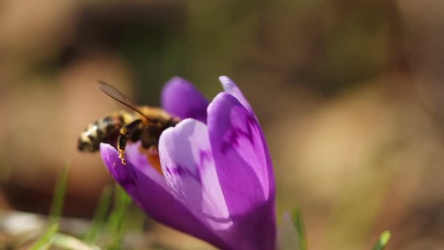 Honney bee on crocus flower in spring in wildlife at sunlight