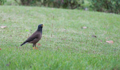 Obraz premium bird in a park, Common Myna bird
