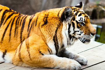 Tiger Resting on a Wooden Plank