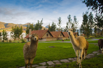 flora e fauna delle ande