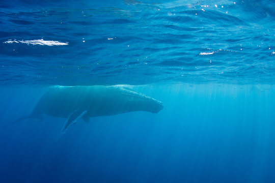 Humpback whale (Megaptera novaeangliae) swimming in the Caribbean Sea.