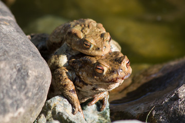 Toads mating in a Pond
