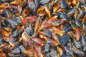 the fresh mussel