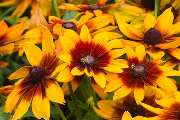 Black Eyed Susan, Rudbeckia hirta, red and yellow flowers close-up, selective focus, shallow DOF