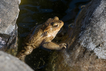 Toad in Water