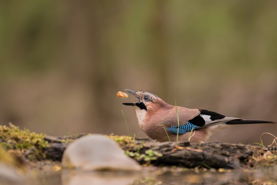 Spuntino