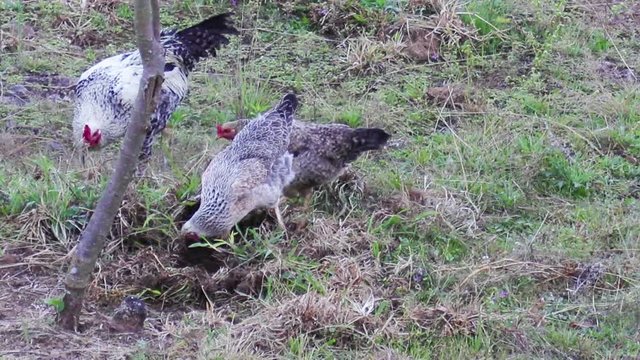 Galo e galinhas ciscando no quintal.