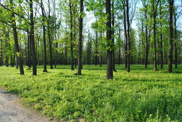 Obraz premium Velykoanadolskyi Forest, Donetsk region, Ukraine. Beautiful forest landscape