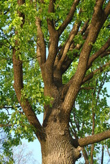 Obraz premium Velykoanadolskyi Forest, Donetsk region, Ukraine. Beautiful forest landscape