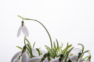 Snowdrop flower in white background