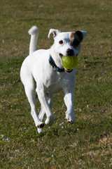 Jack Russel Terrier Dog running in Meadow