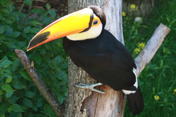 toucan
