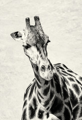 Portrait of Rothschild's giraffe, black and white © vrabelpeter1