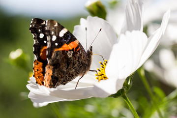 Vanessa Atalanta Butterfly