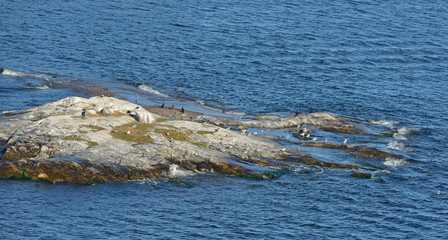 Bird island in Baltic Sea
