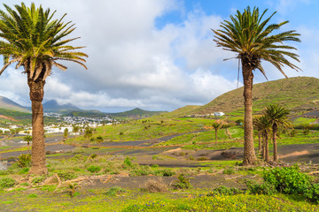 Fototapeta na wymiar Palm trees in mountain valley near Haria village, Lanzarote island, Spain