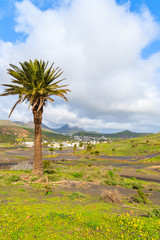 Fototapeta na wymiar Palm trees in mountain valley near Haria village, Lanzarote island, Spain