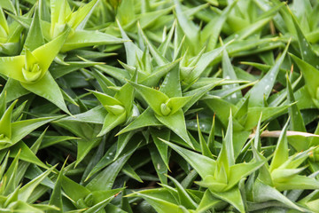 Fototapeta premium Deuterocohnia lotteae