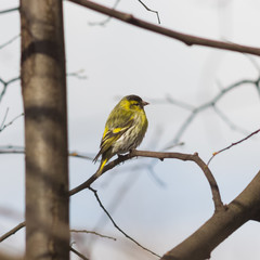 Male of Eurasian Siskin, Carduelis spinus, on branch close-up portrait, selective focus, shallow DOF