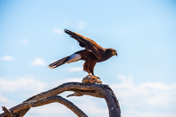 Harris Hawk