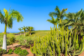 Palm trees and cacti plants on a golf course in nothern part of Tenerife island, Spain