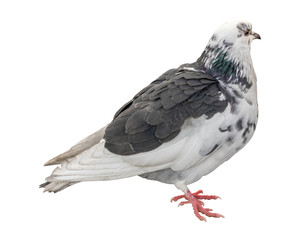 Beautiful pigeon