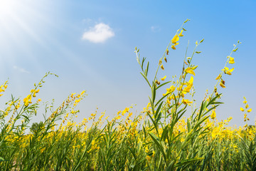 Yellow Flower Field on beautiful blue sky background