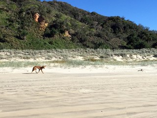 Hungry dingo in Fraser Island