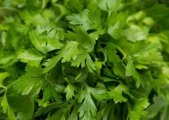 Parsley green texture