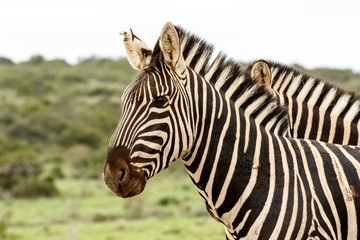 Fototapeta na wymiar Two Zebras standing together