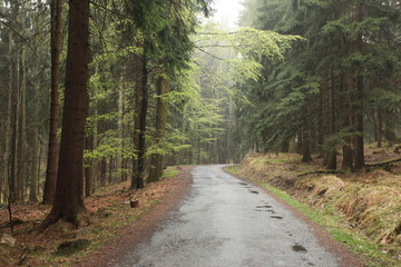Naklejka premium Path in forest