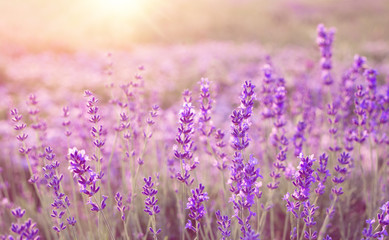 Beautiful image of lavender field over summer sunset landscape. - obrazy, fototapety, plakaty