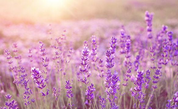 Beautiful image of lavender field over summer sunset landscape.