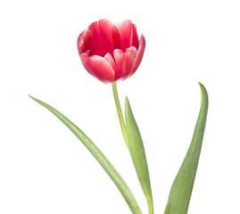 Red tulip closeup isolated on white background.