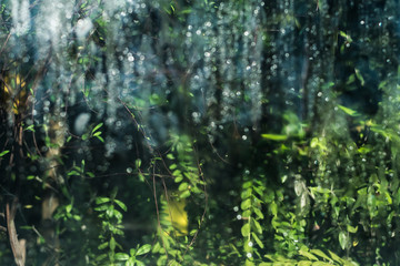Obraz na płótnie Canvas Green blur background of the Saint Petersburg botanical garden