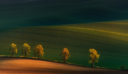 Shadows on the fields.Five lonely trees in moravian fields at colorful sunset in Czech Republic. Spring landscape with sunny countryside valley.  Golden hour, warm color from the spring sun.