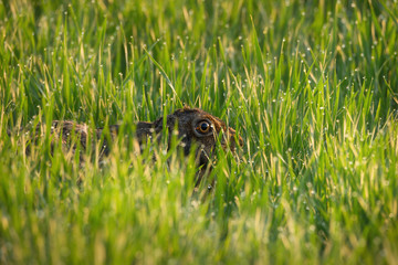 Wild Hare, covered with drops of dew, decumbent in the grass in the sun. A frightened hare, hidding in a green grass covered with dew drops. Fright in the eyes. A red-haired hare lying in the grass.