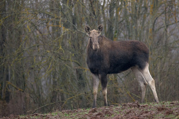 Portrait of a female european elk, which stands on the hill under the falling snow. Wild female...