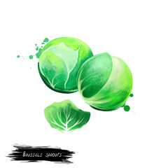 Brussels sprouts vegetable isolated on white. Hand drawn illustration of leafy green vegetables cabbages grown for edible buds and leaf. Organic food. Digital art with paint splashes effect.