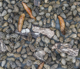 Dry pine cones and bark. Image for background.