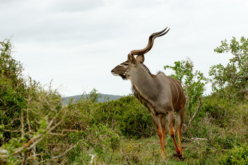 Male Kudu looking and ready to run in a direction