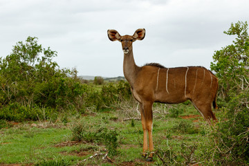 Naklejka premium Female Kudu standing and looking