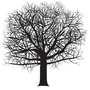 Isolated black Winter Tree