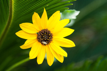 Yellow flower with insect found in Port Aransas, Texas