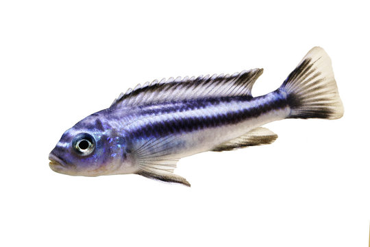 bluegray mbuna malawi cichlid Melanochromis johannii aquarium fish johanni 