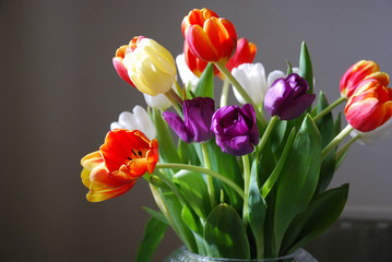 Lovely colorful tulips